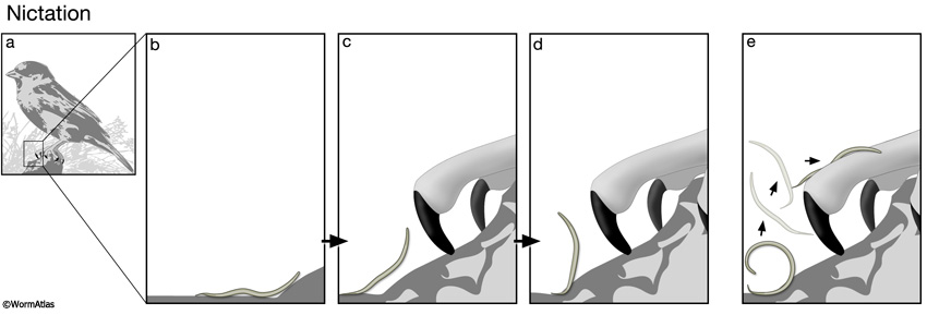 DBehaviorFIG 2: Larval nictation and flipping behaviors for dispersal.